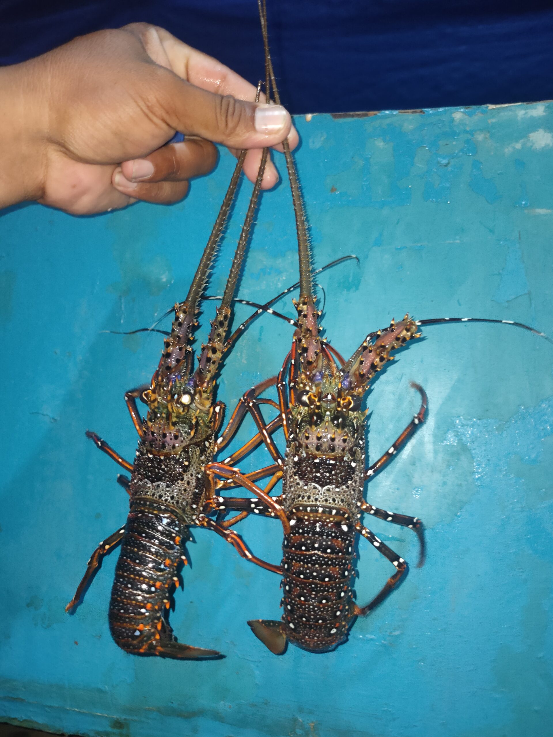 Panulirus longipes longipes