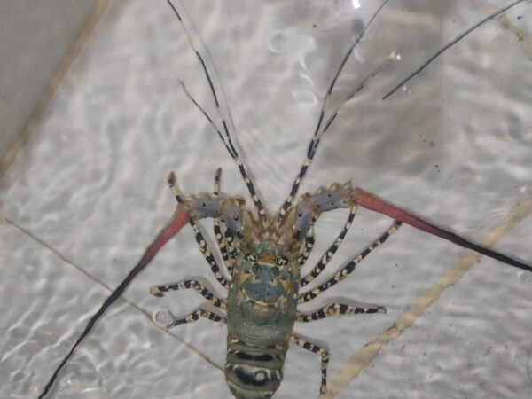 Panulirus ornatus