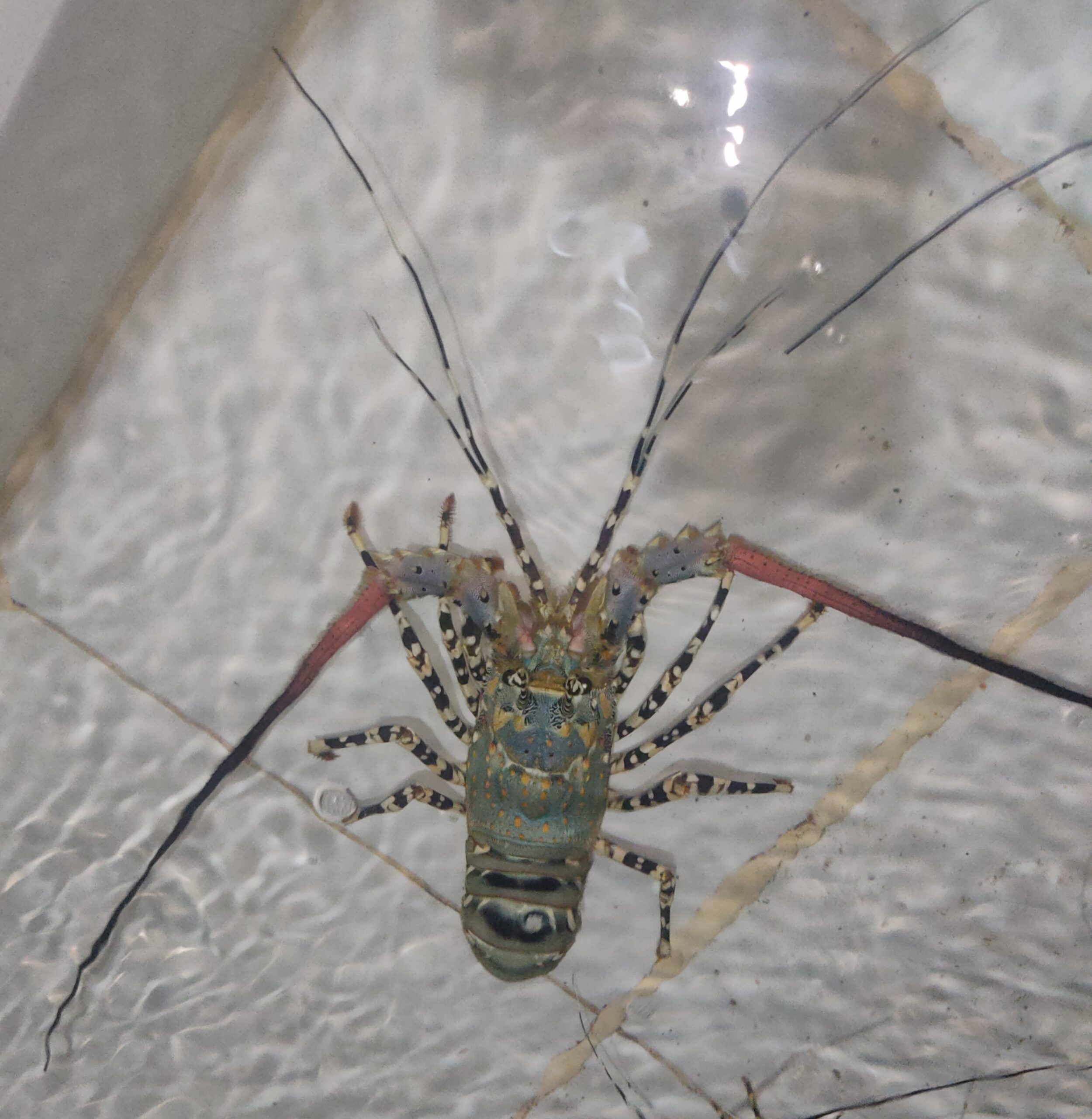 Panulirus ornatus