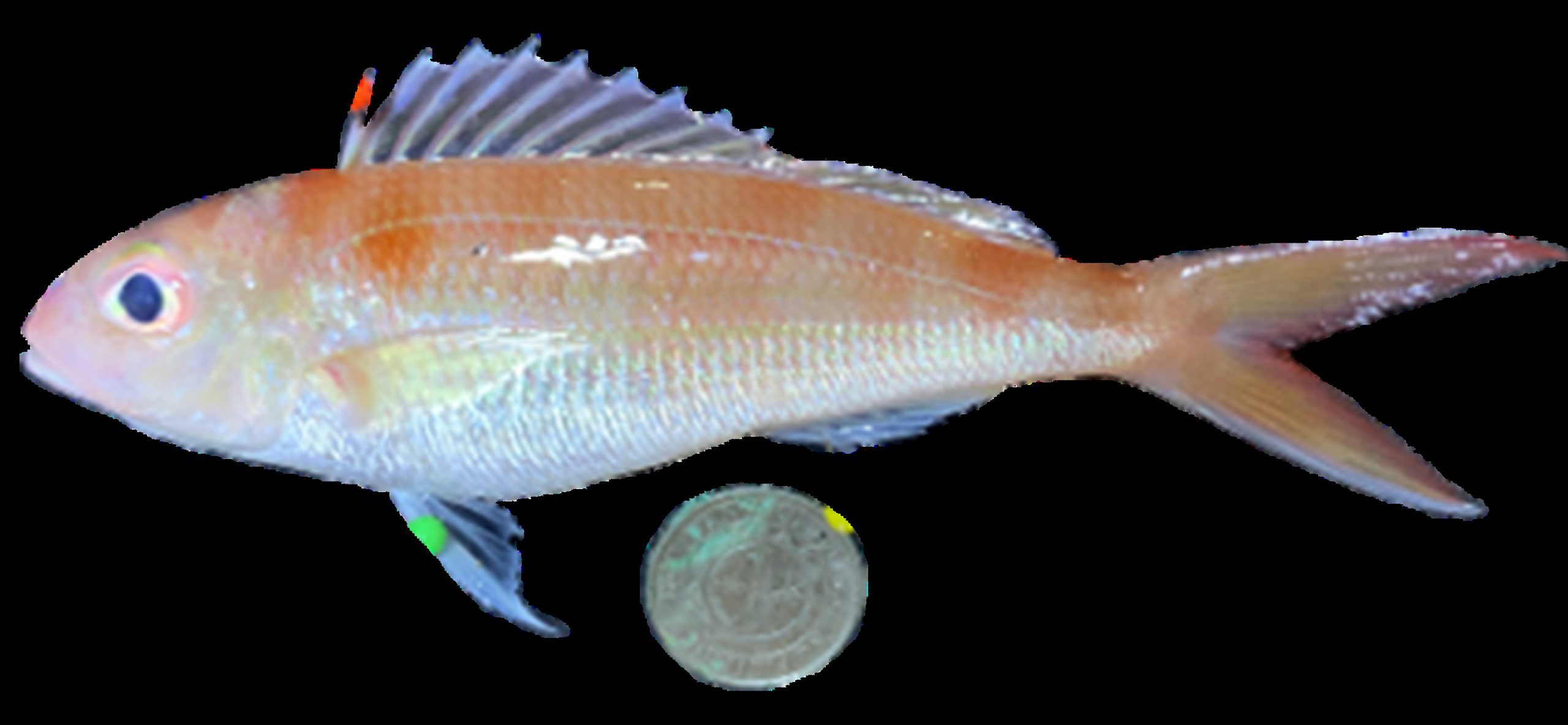 Nemipterus furcosus