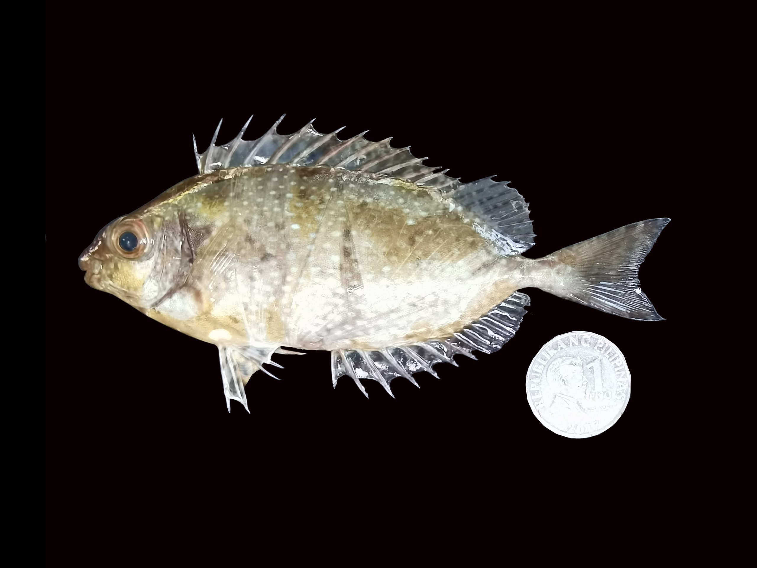 Siganus canaliculatus