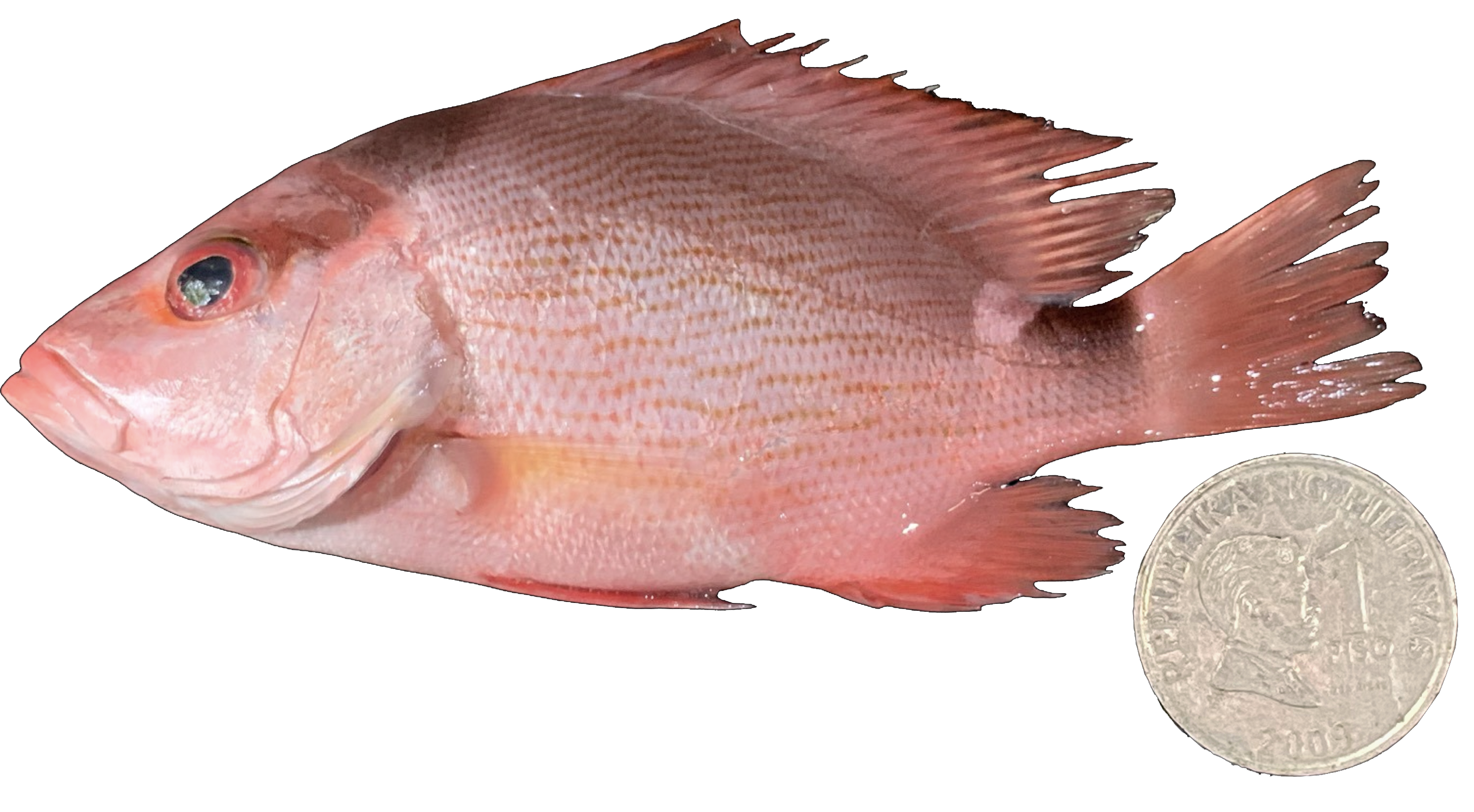 Lutjanus campechanus