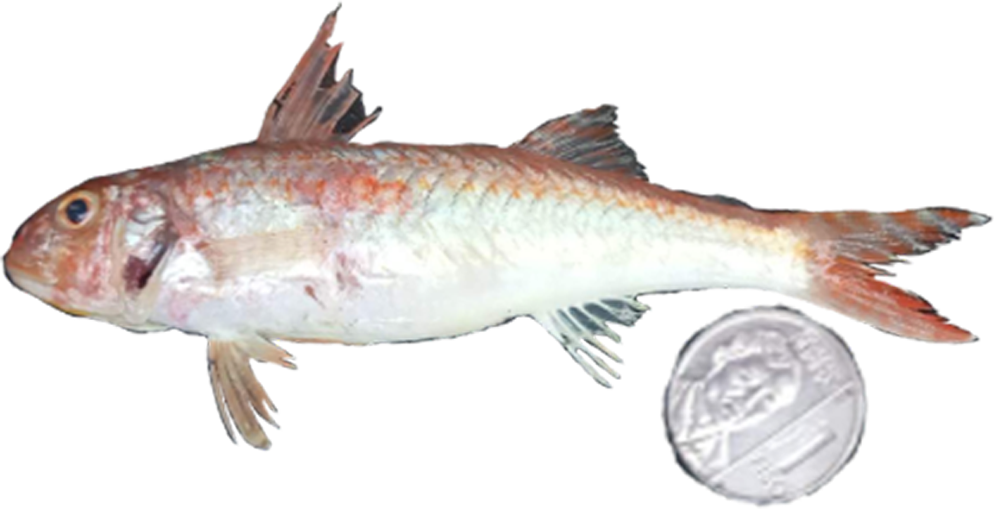 Upeneus parvus