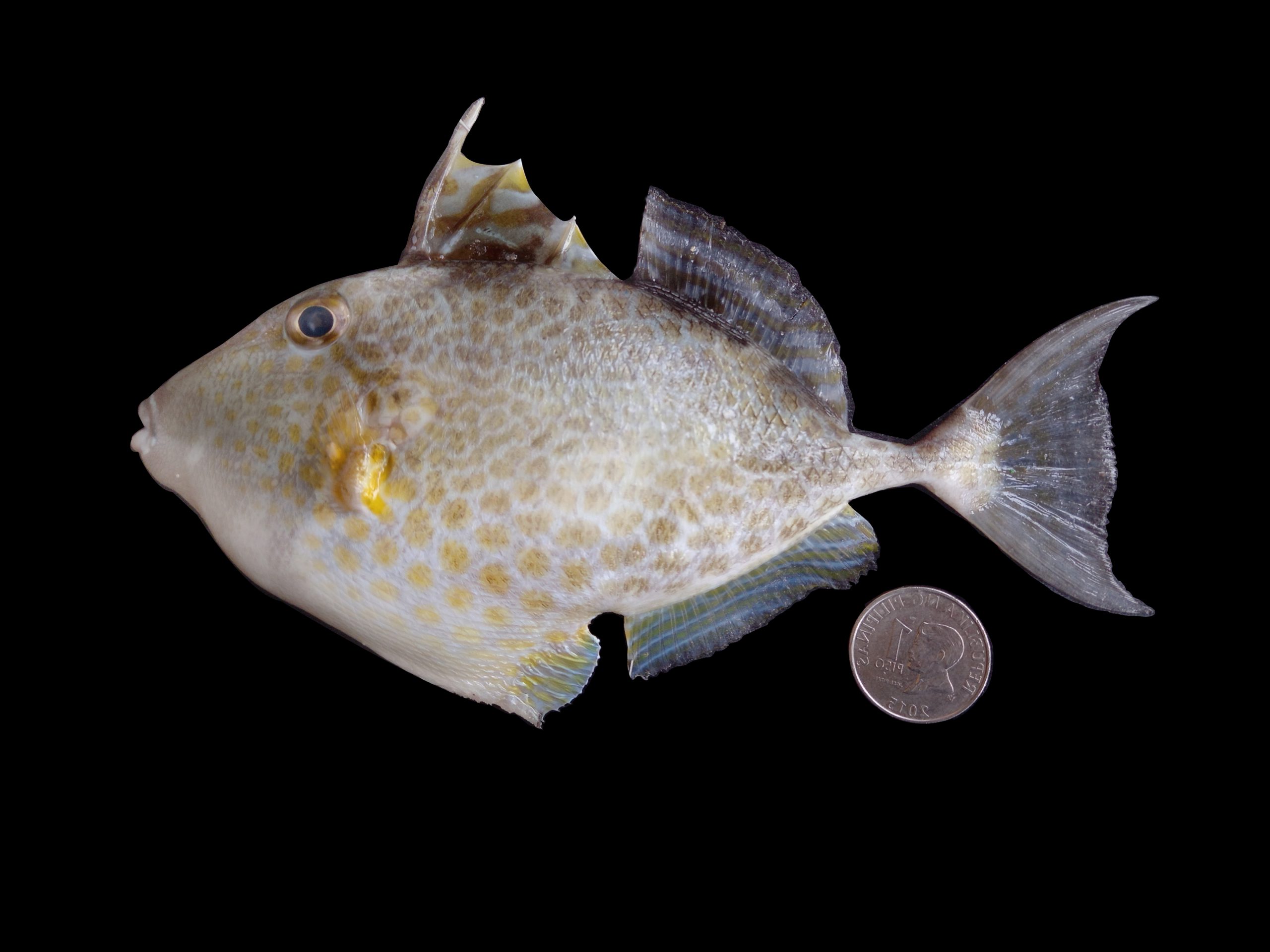 Abalistes stellatus