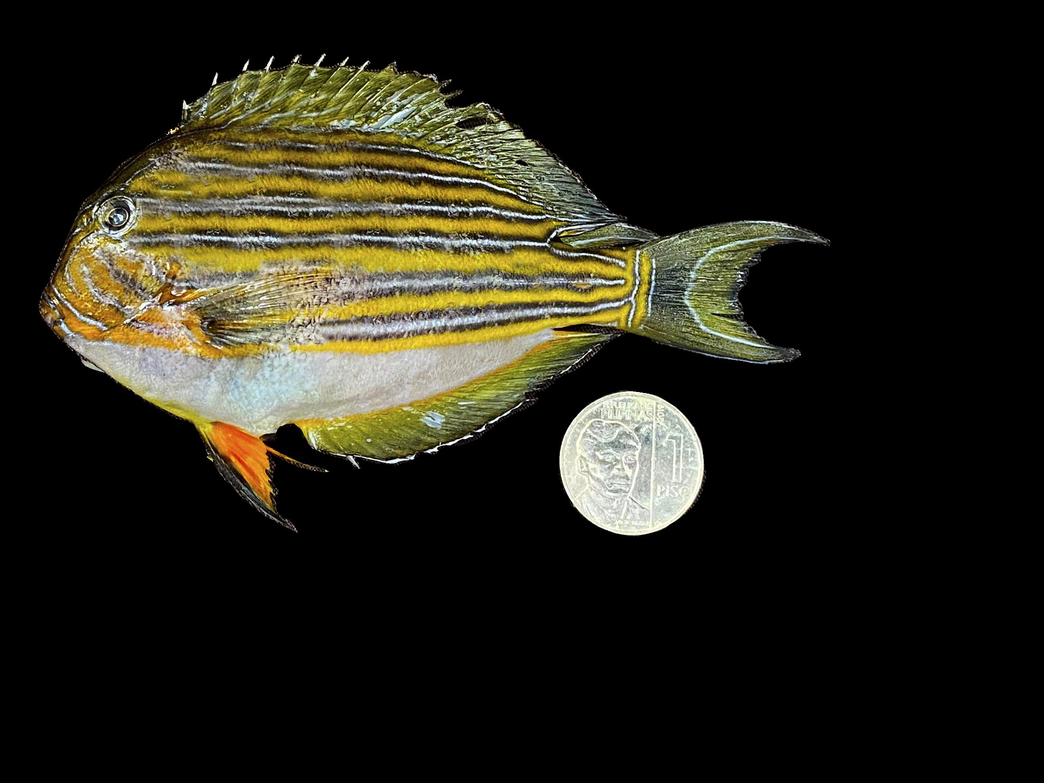 Acanthurus lineatus