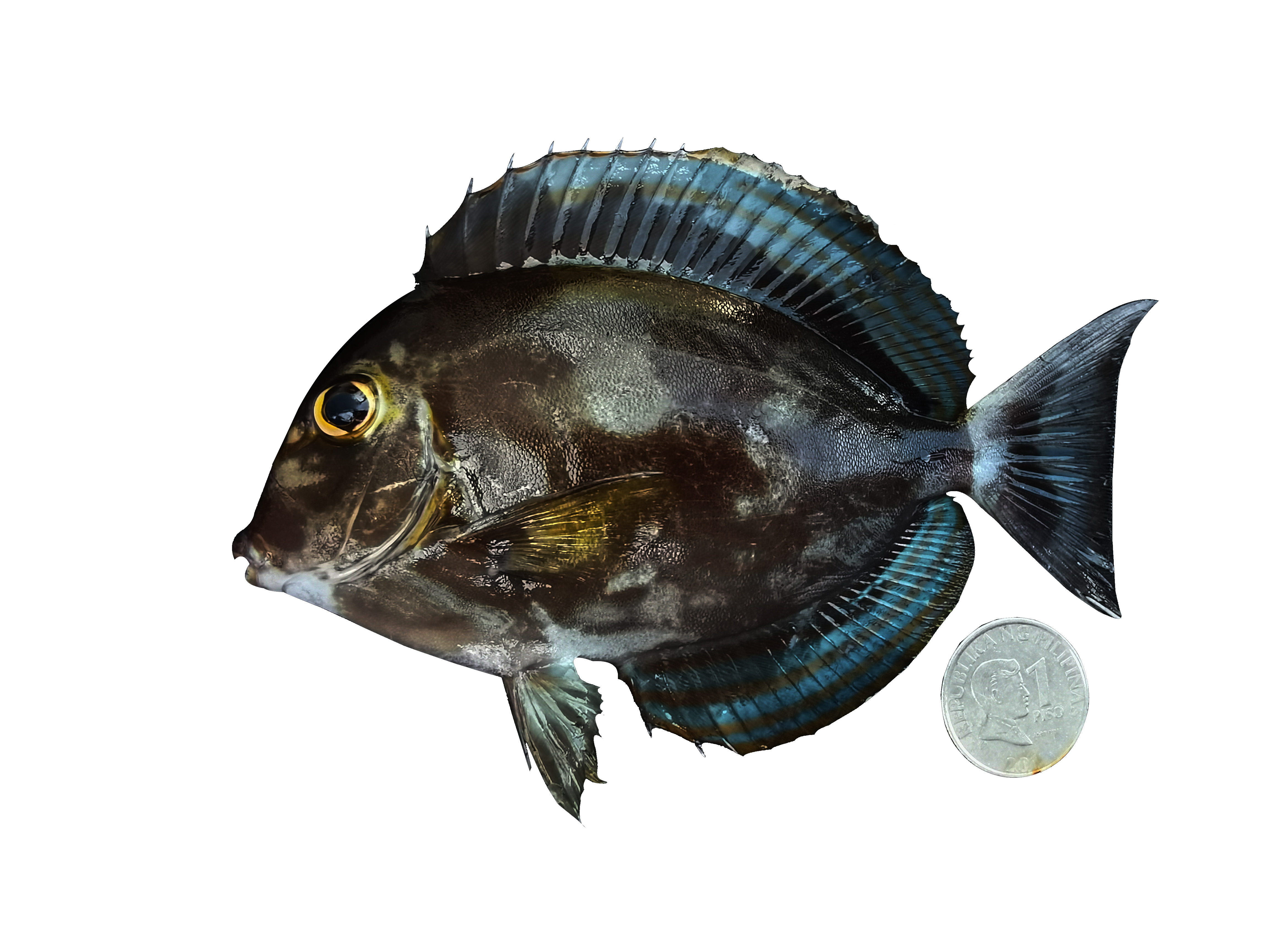 Acanthurus gahhm