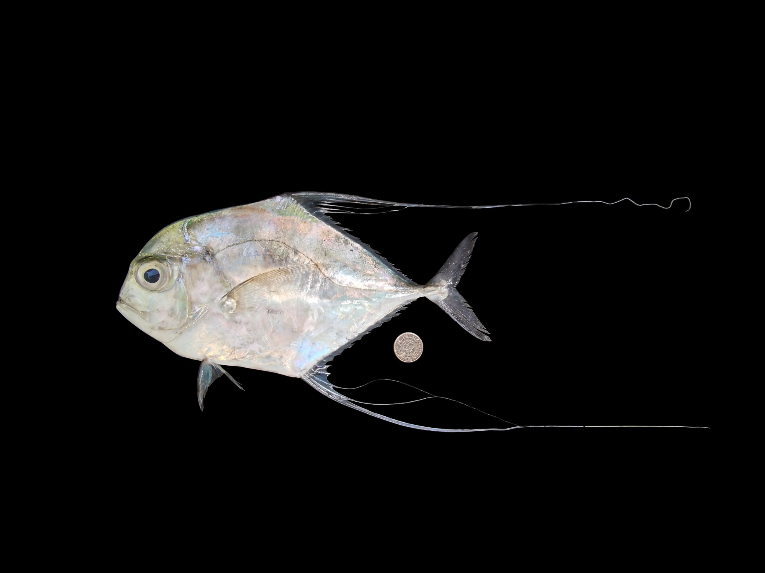 Alectis ciliaris