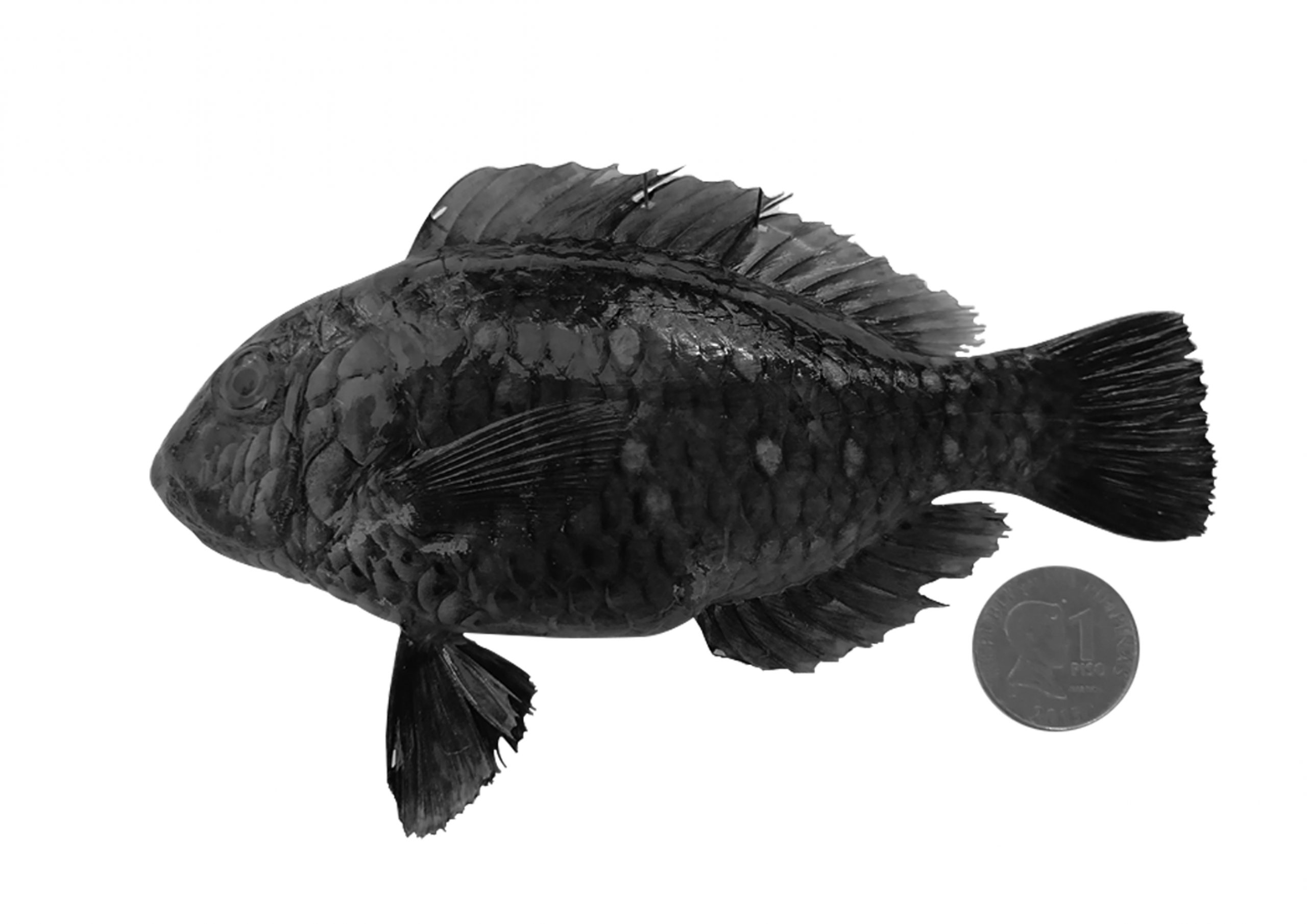 Bolbometopon muricatum