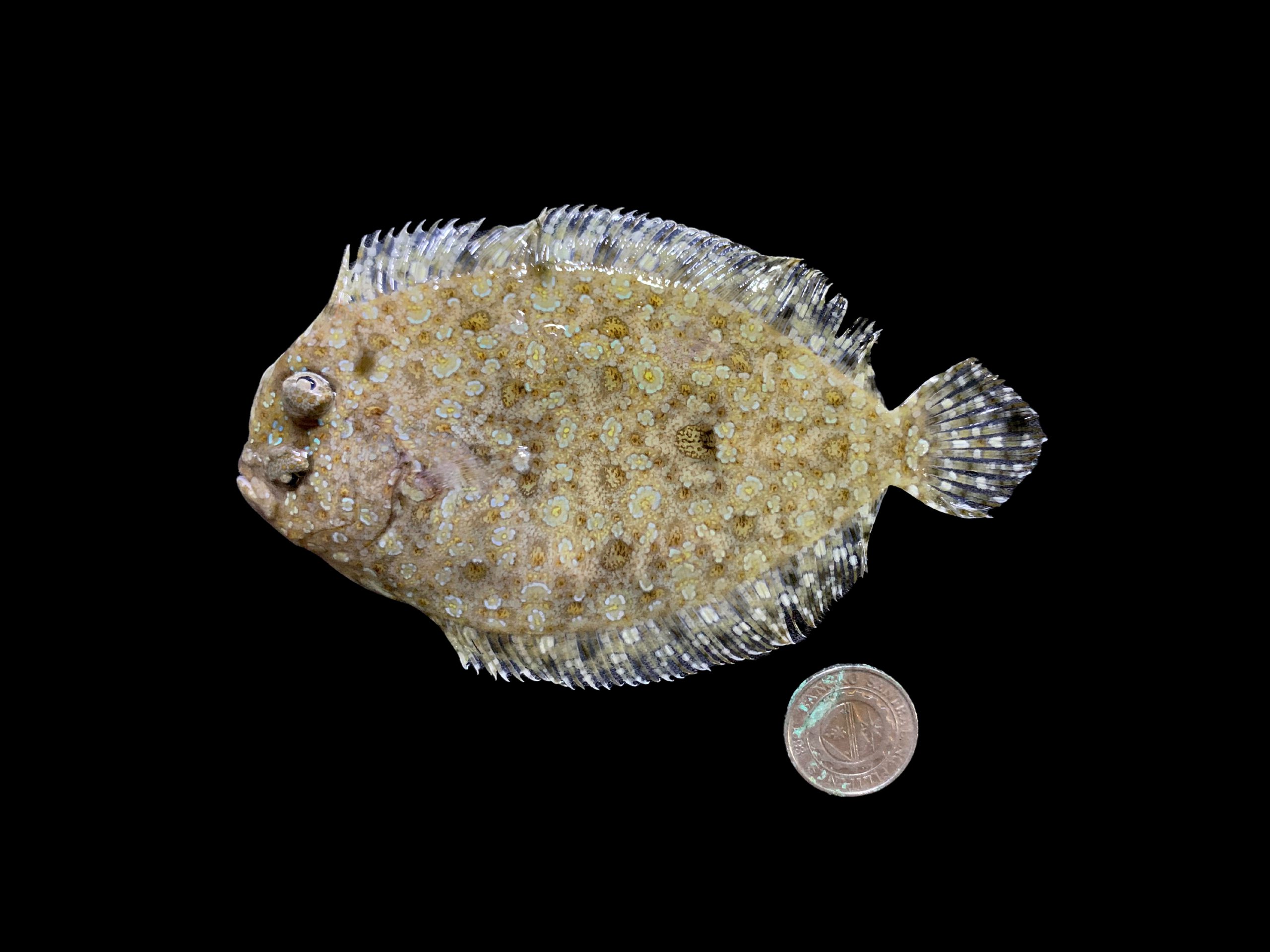 Bothus mancus