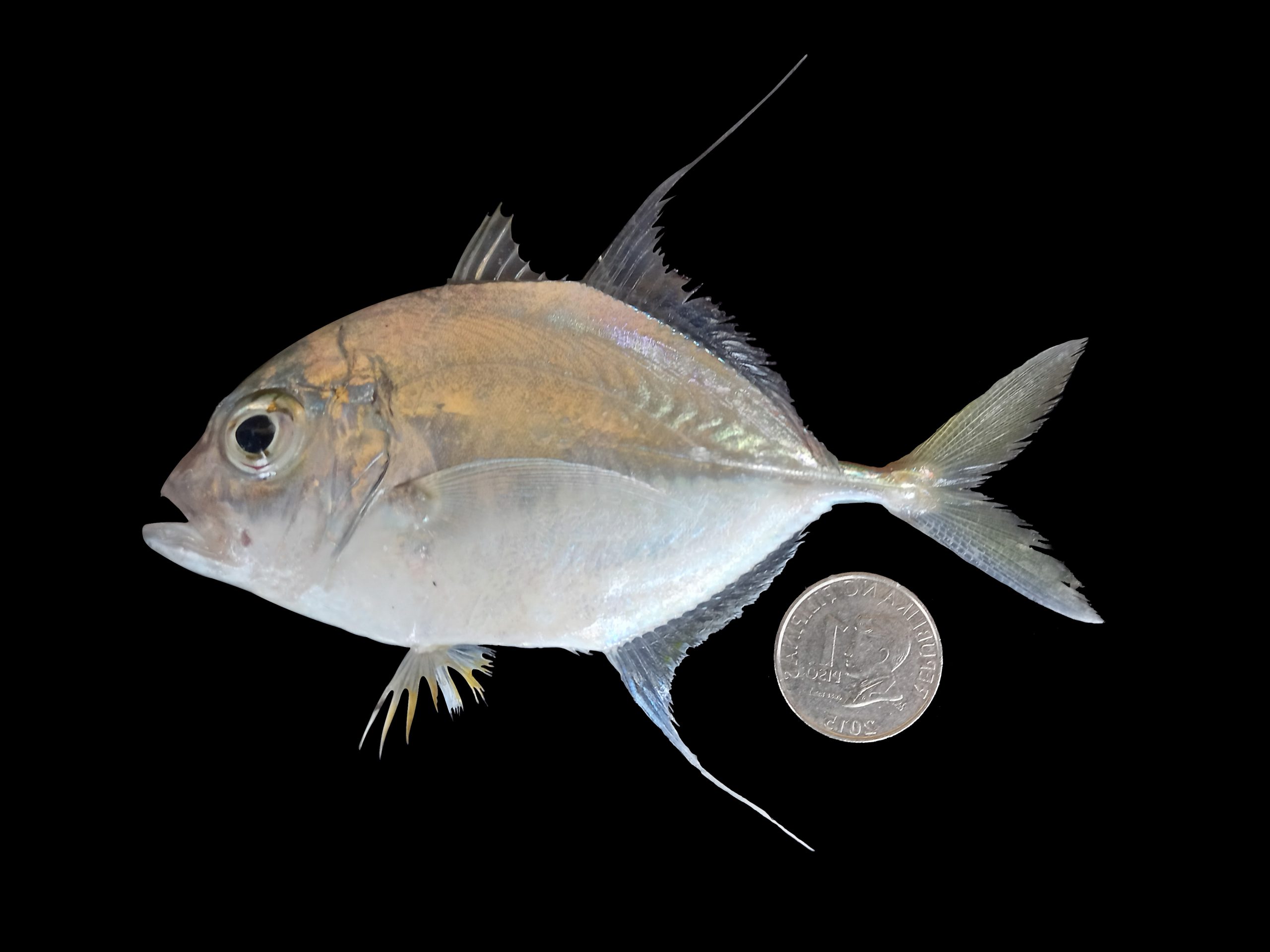 Carangoides armatus