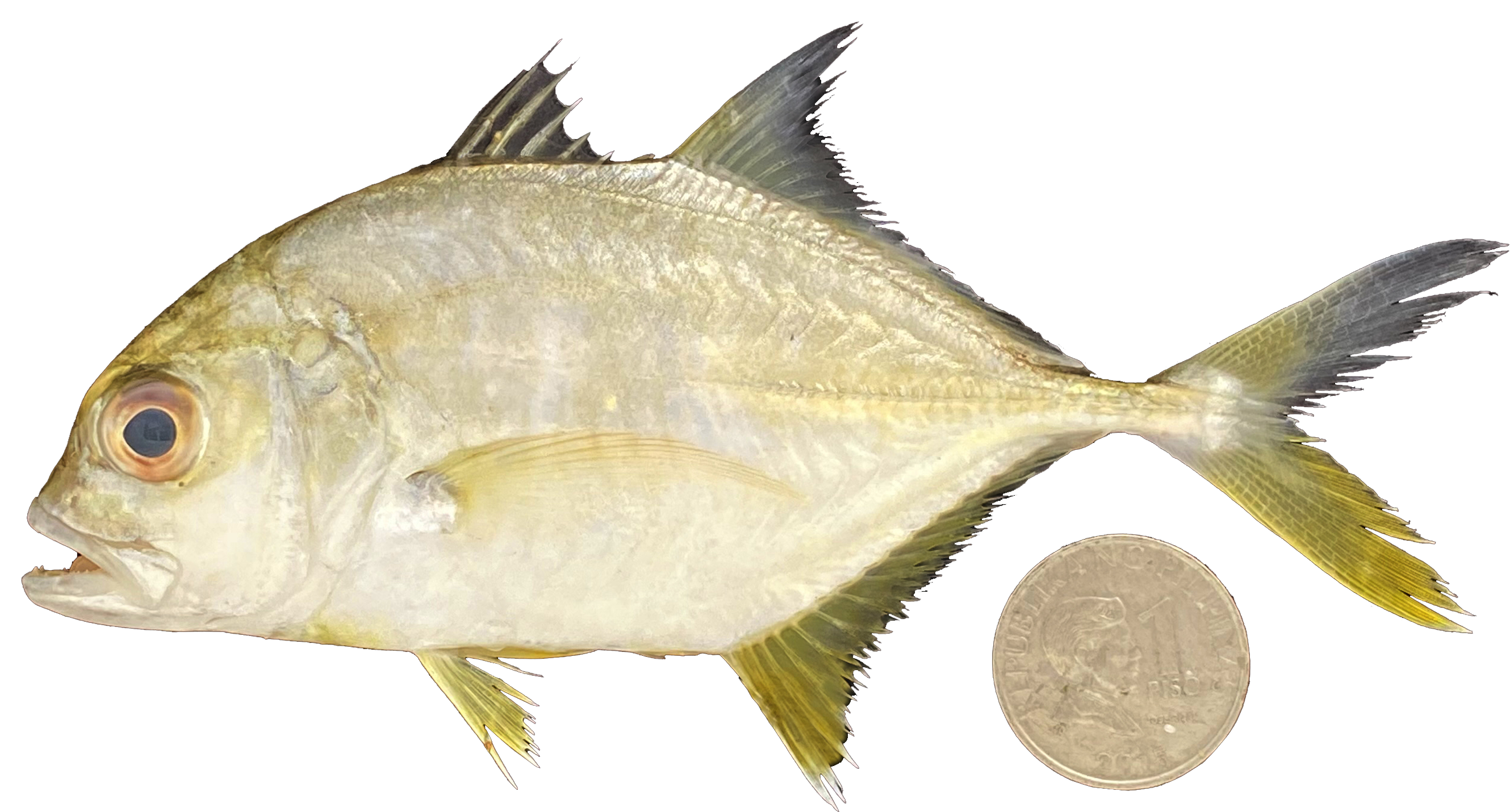 Carangoides oblongus