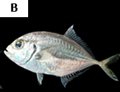 Caranx melampygus
