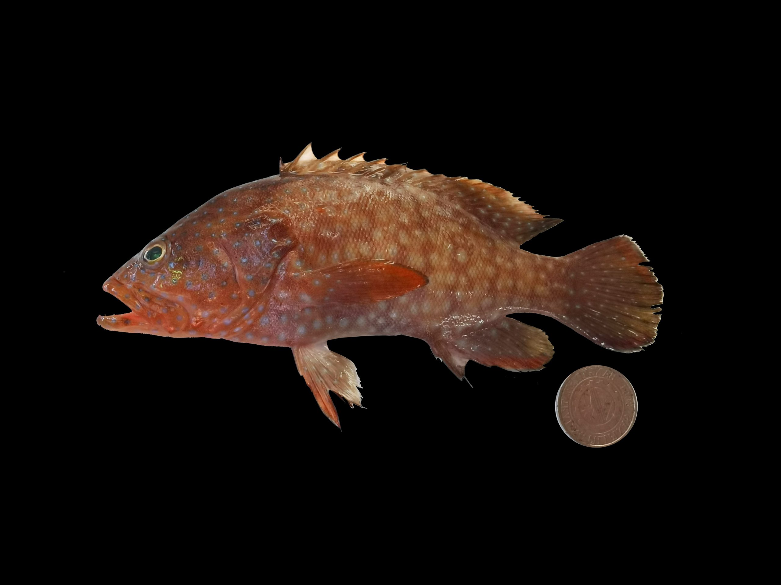 Cephalopholis cyanostigma