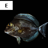 Acanthurus xanthopterus