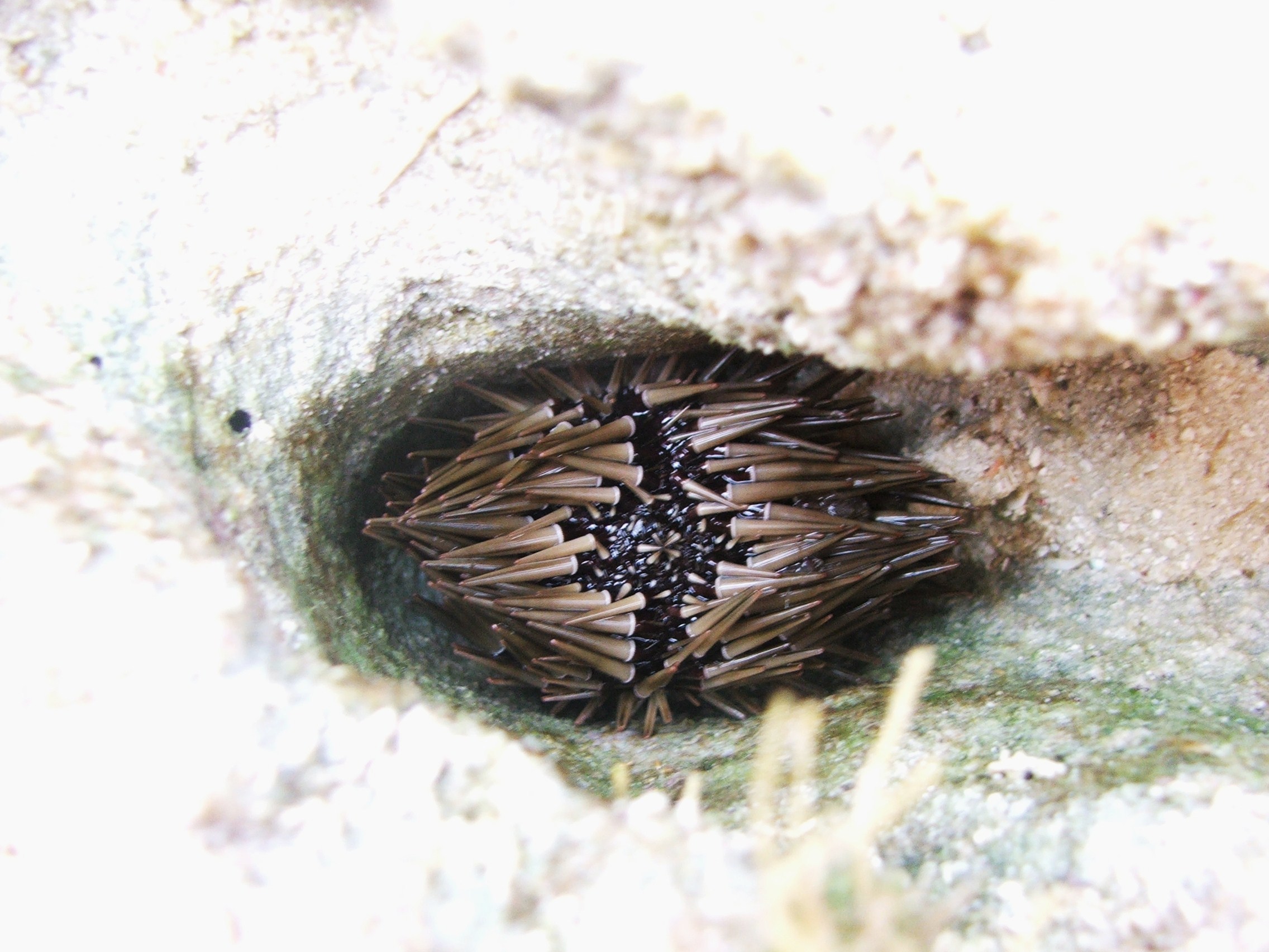 Echinometra mathaei