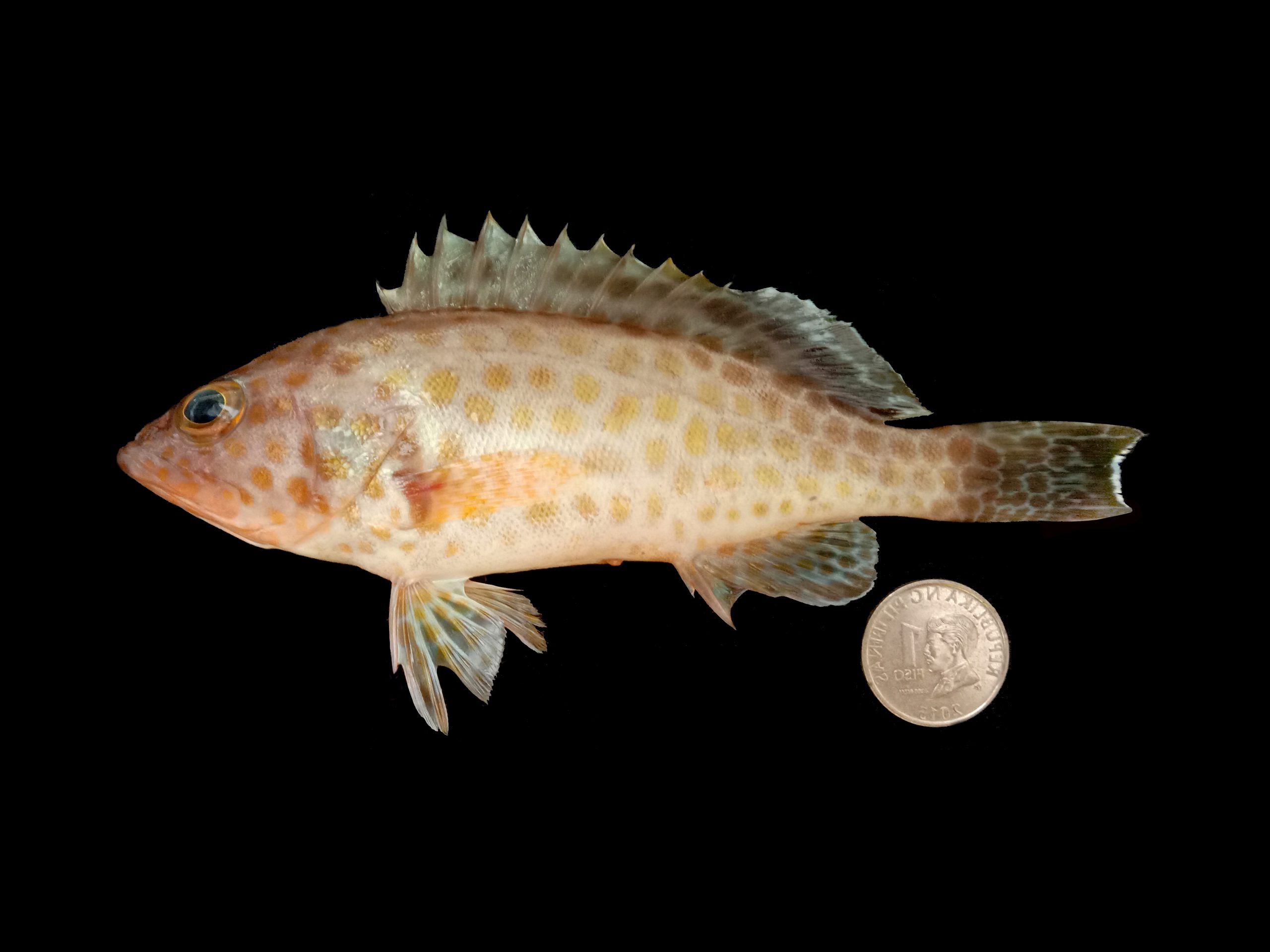 Epinephelus areolatus