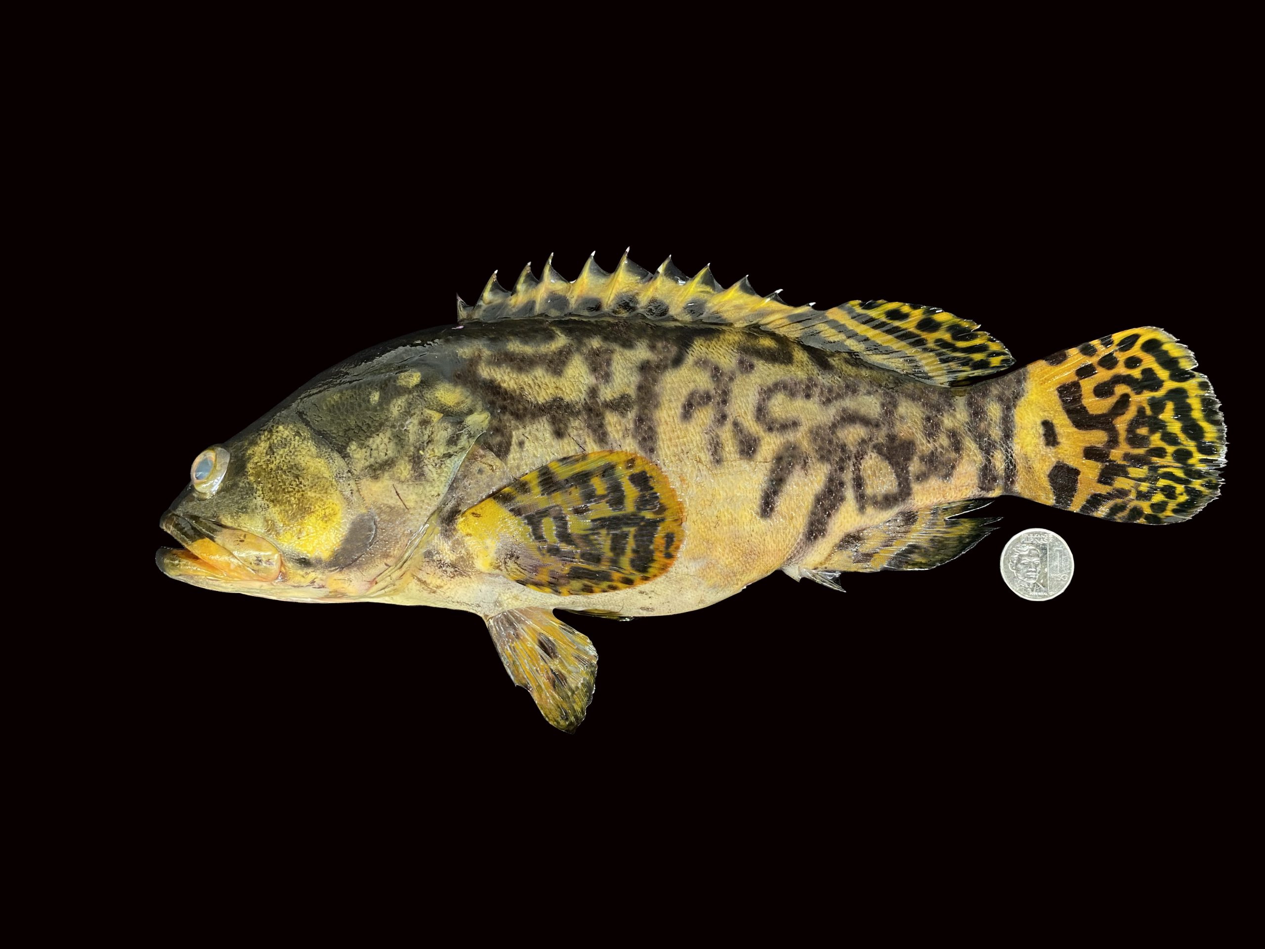 Epinephelus lanceolatus