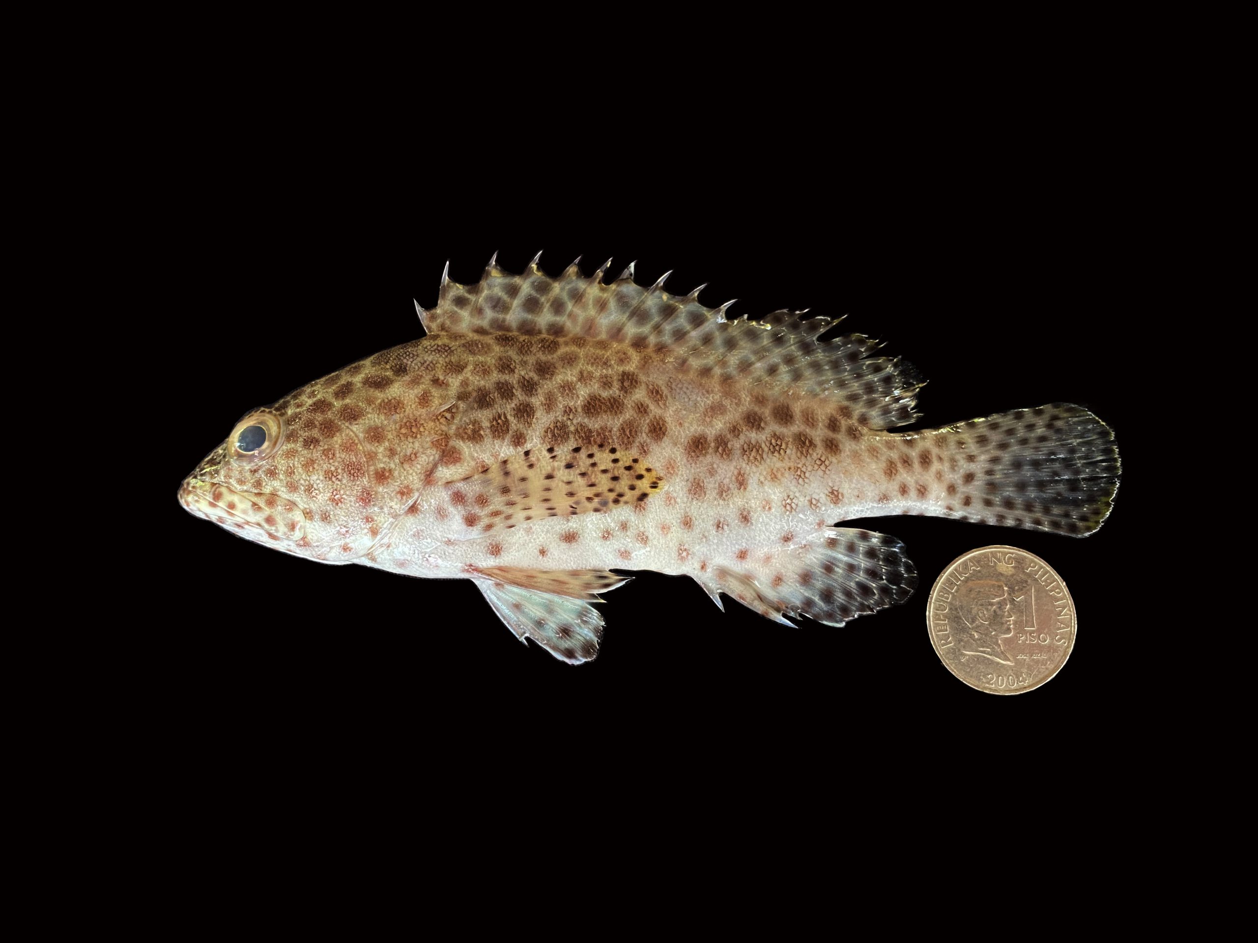 Epinephelus macrospilus