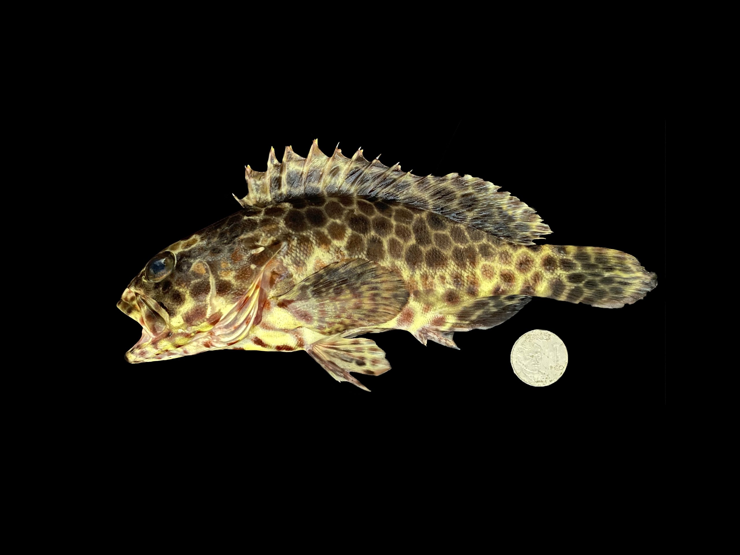 Epinephelus quoyanus
