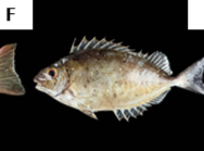 Siganus argenteus
