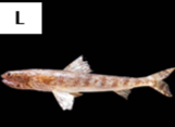 Saurida undosquamis