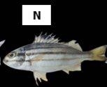 Terapon jarbua