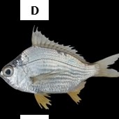 Gerres abbreviatus