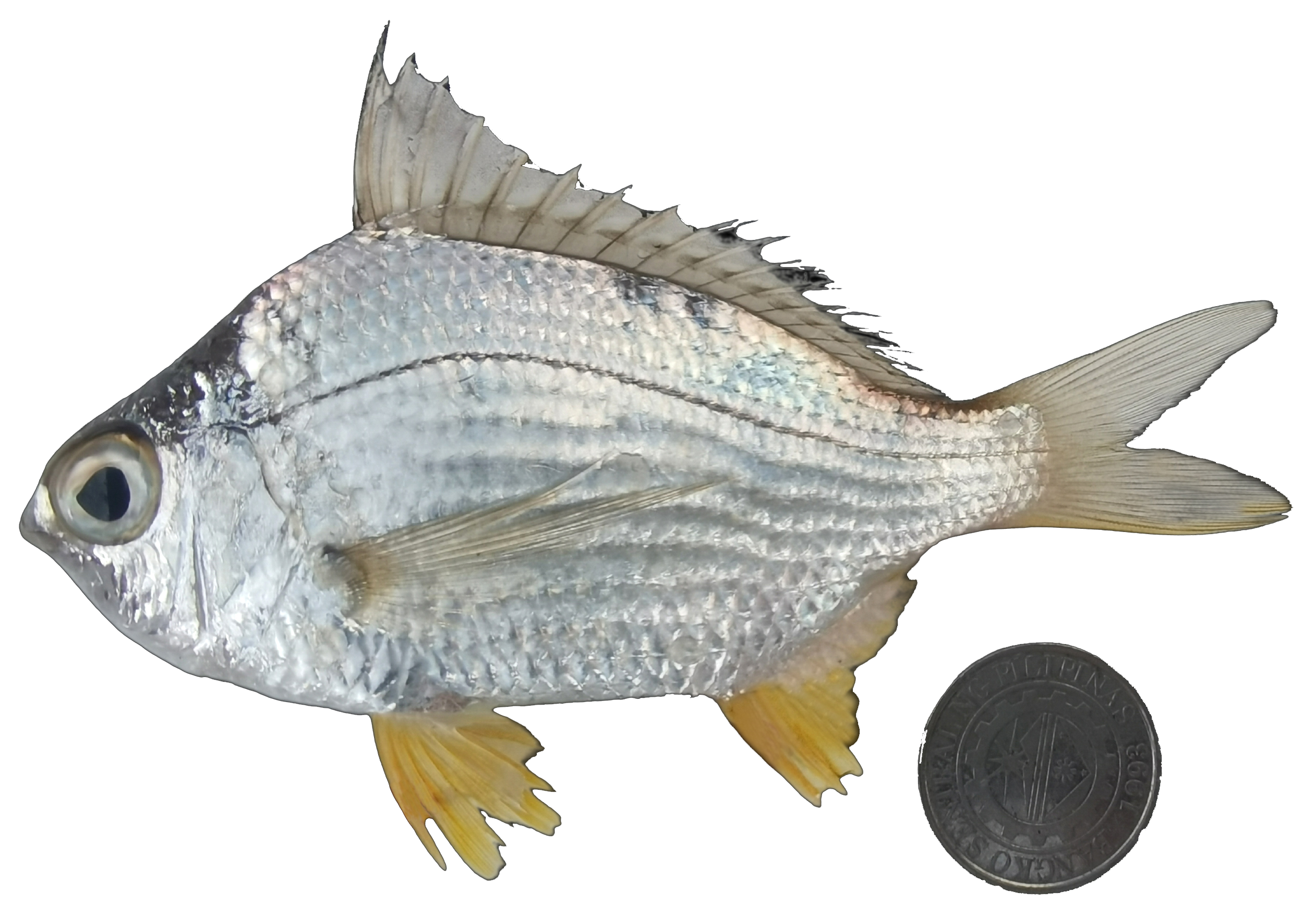 Gerres erythrourus