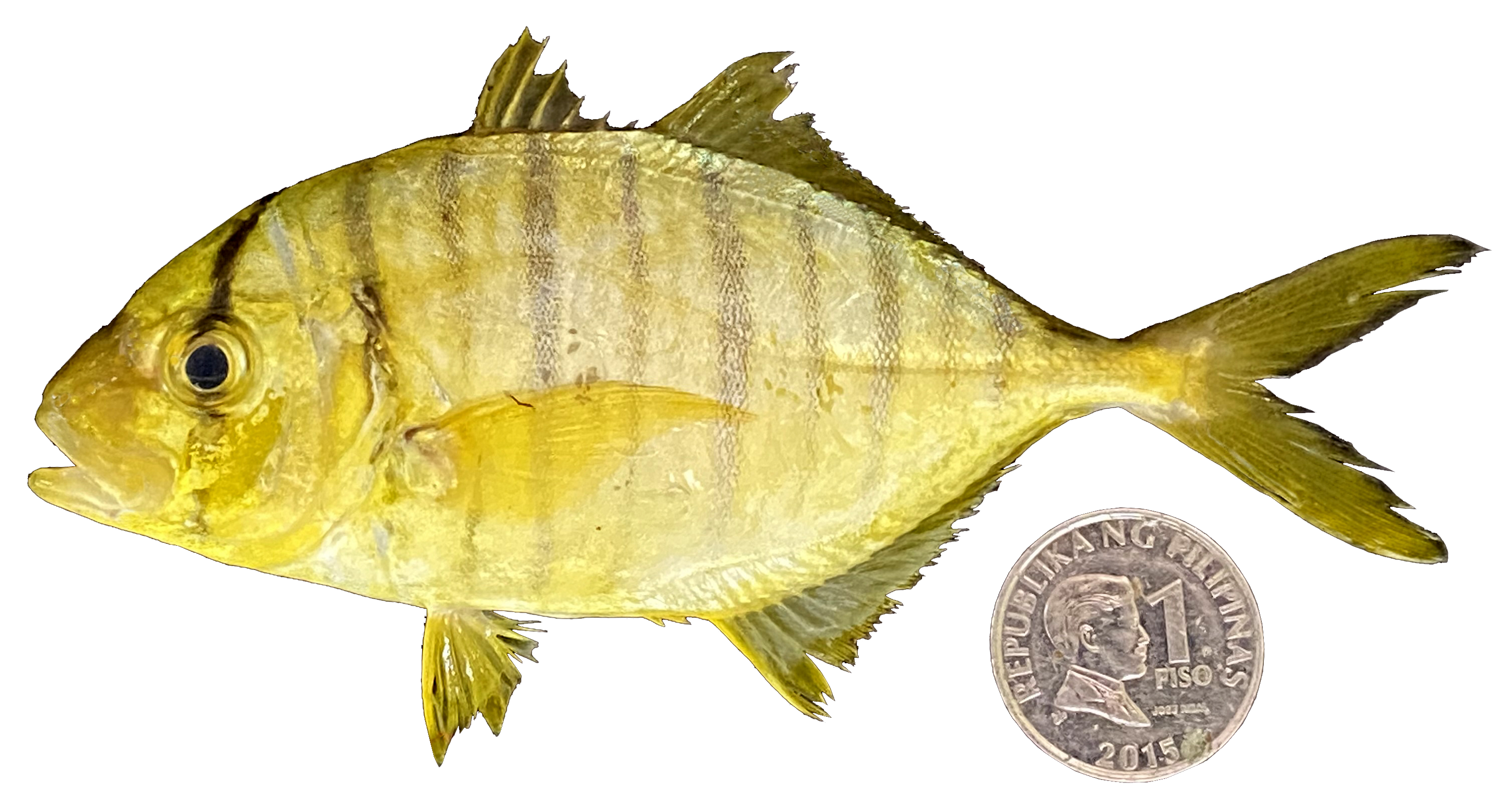 Gnathanodon speciosus