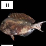Acanthurus mata