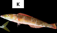 Hologymnosus annulatus