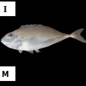 Naso caesius
