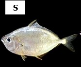 Leiognathus bindus (yg.)