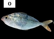 Leiognathus leuciscus