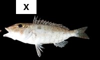 Lethrinus semicinctus