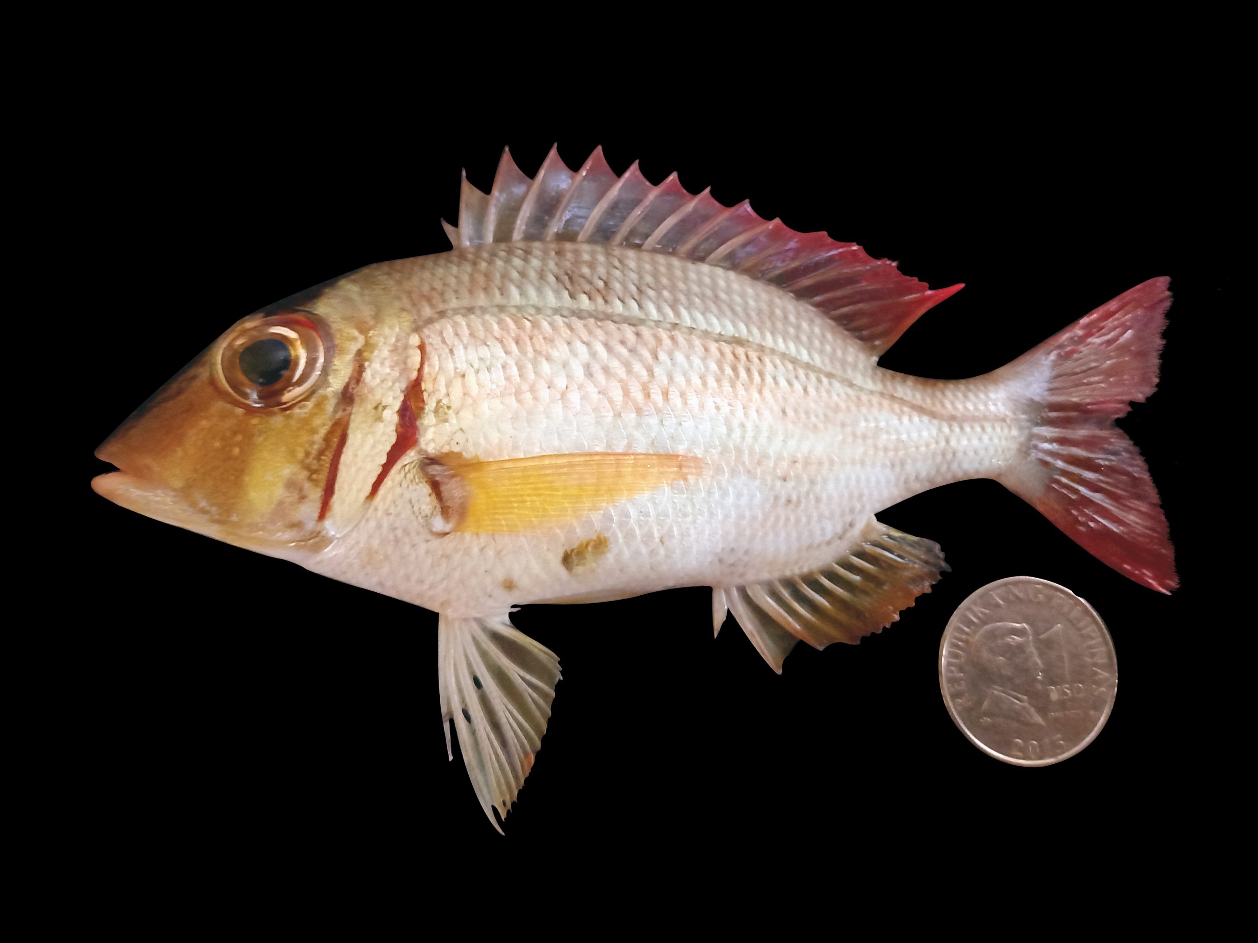 Lethrinus lentjan
