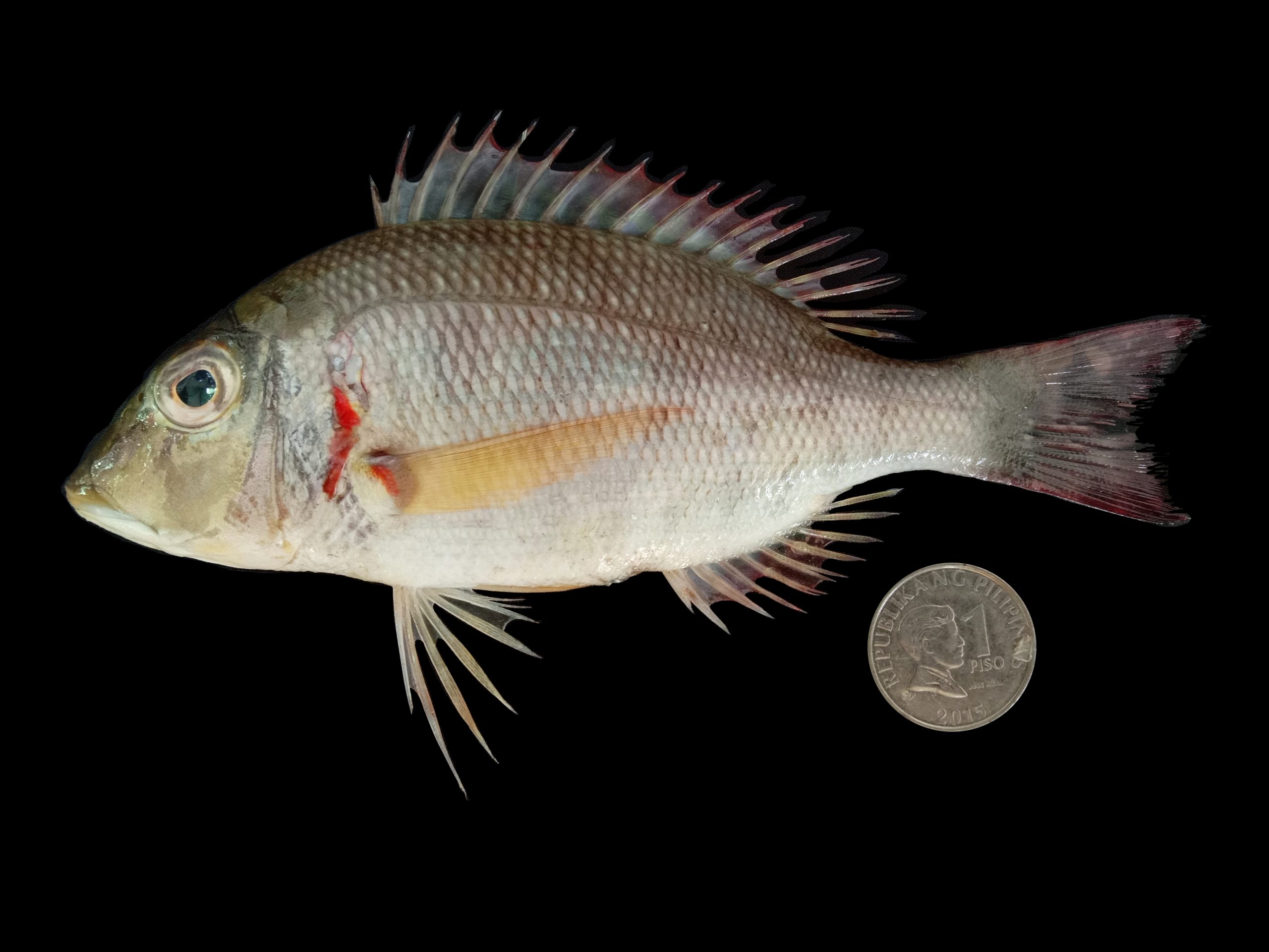 Lethrinus obsoletus