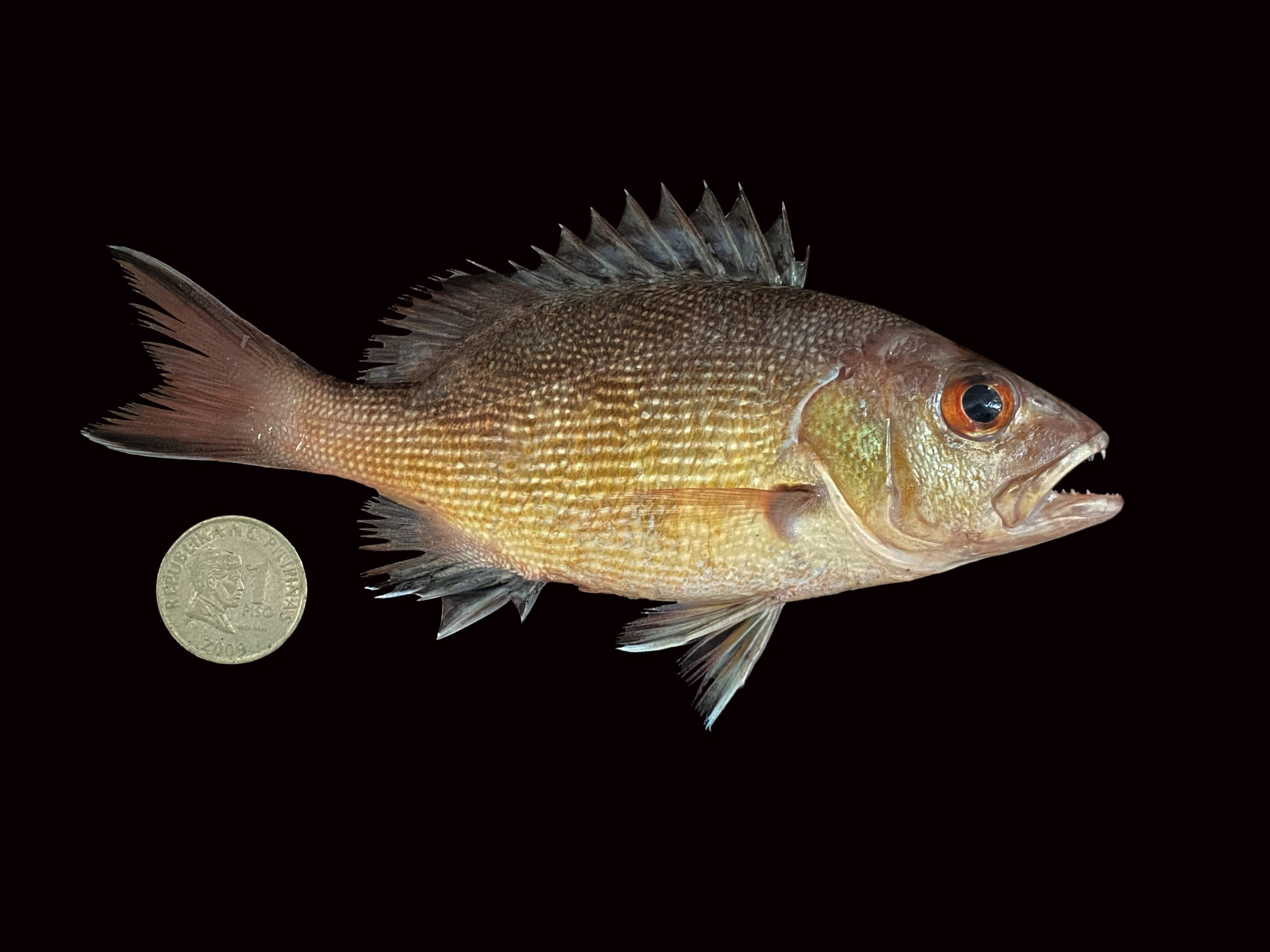 Lutjanus bohar