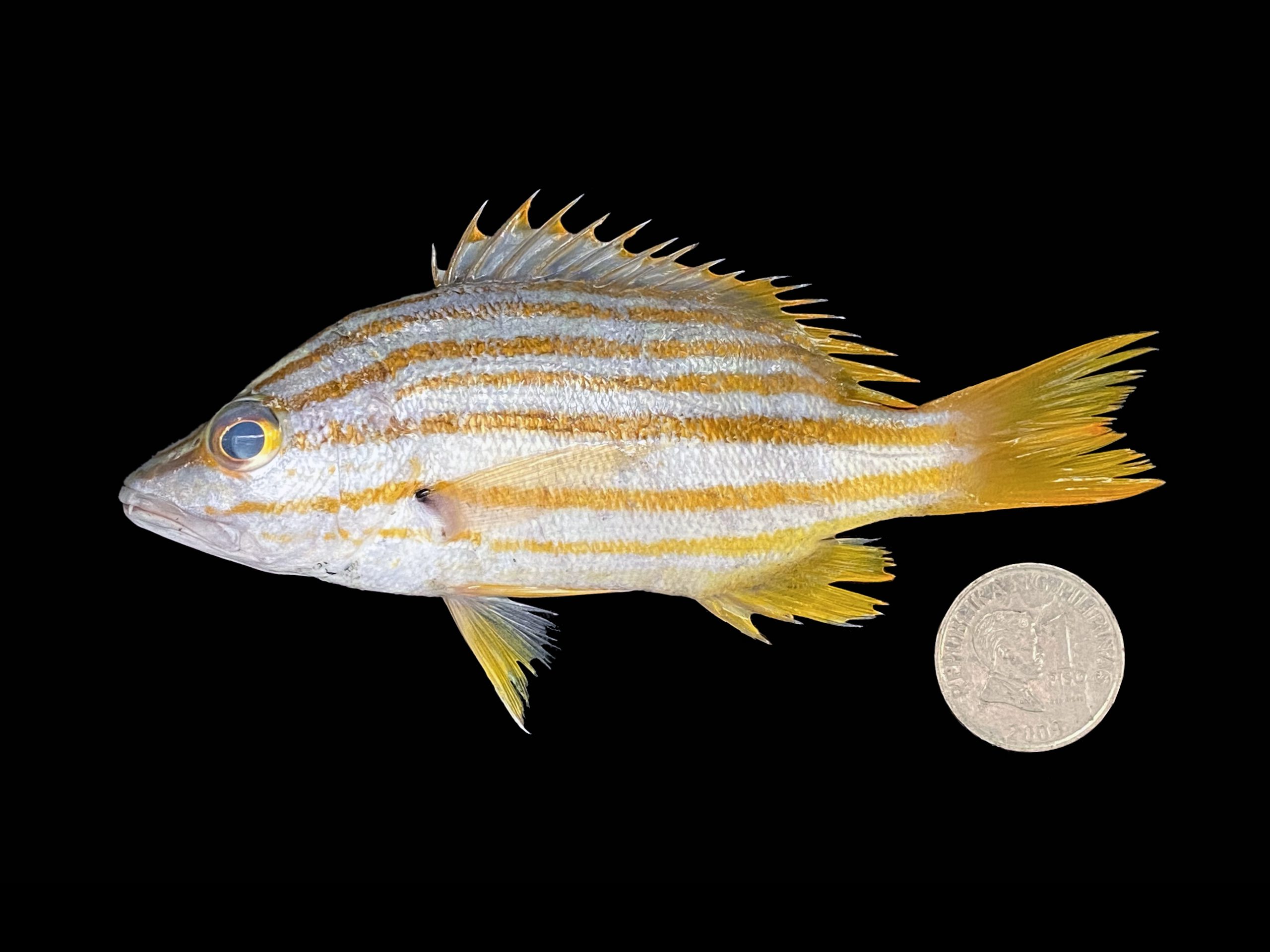 Lutjanus carponotatus