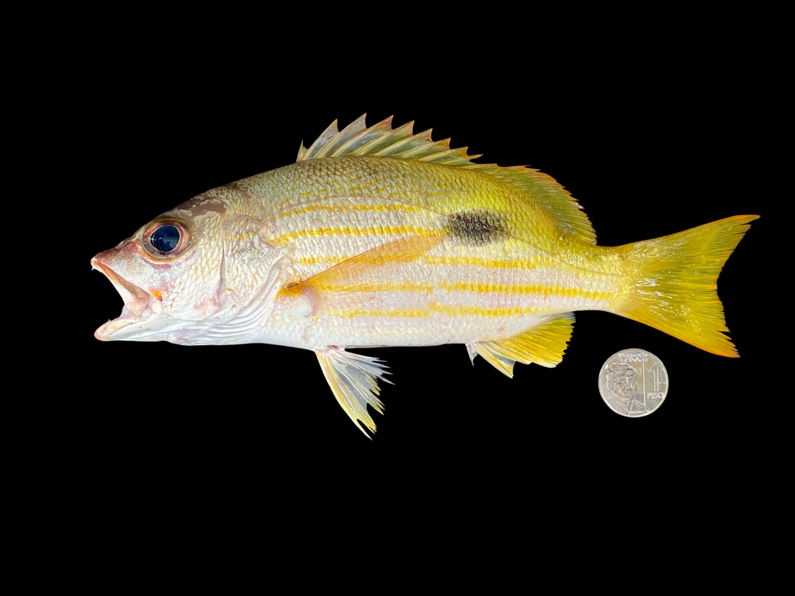 Lutjanus ehrenbergii