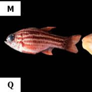 Ostorhinchus compressus