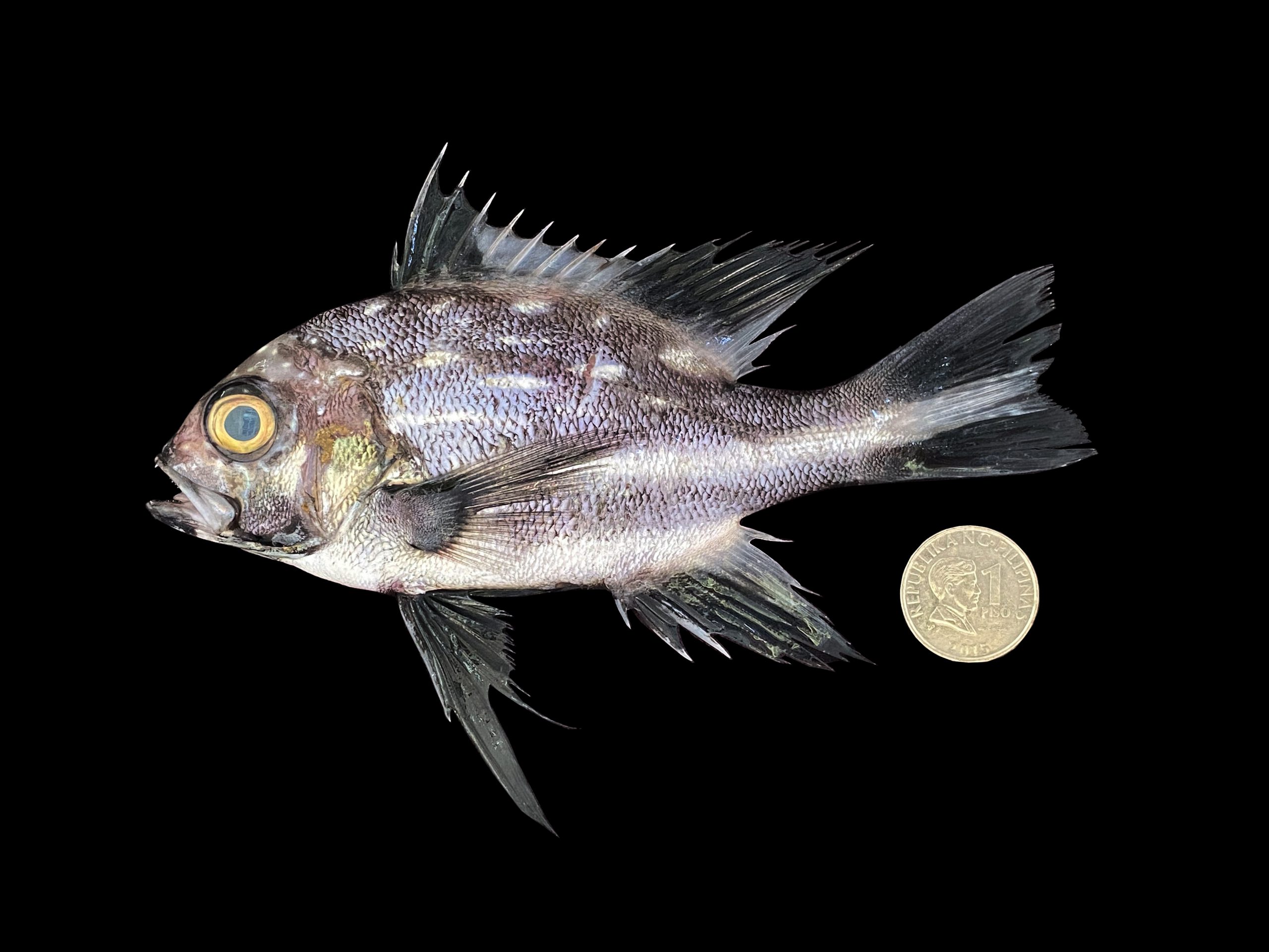 Macolor macularis