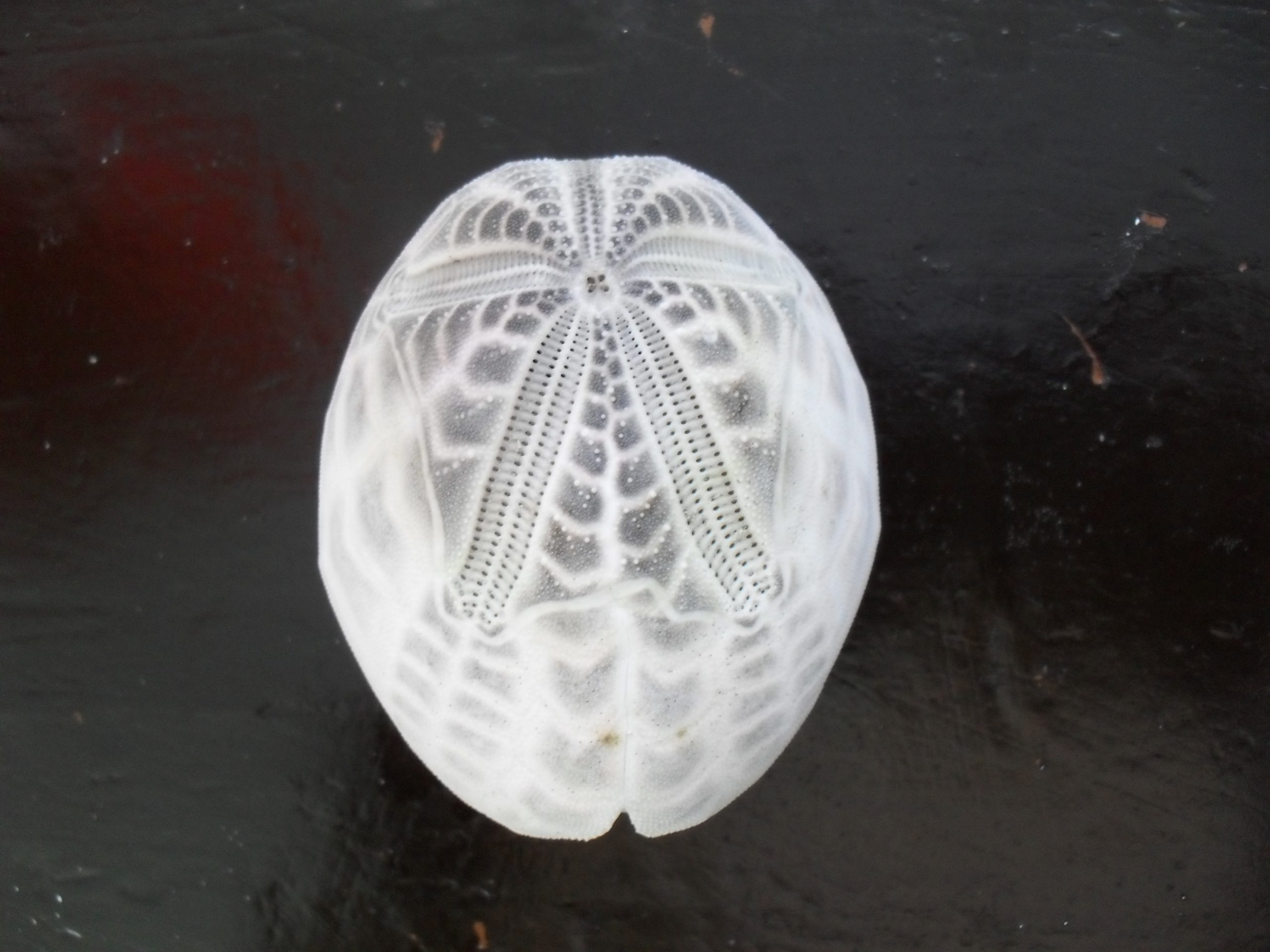Metalia spatagus