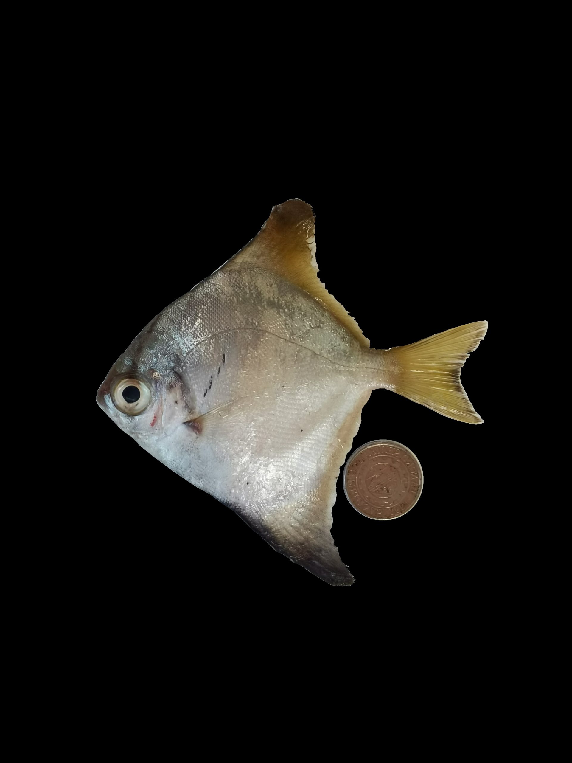 Monodactylus argenteus