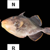 Pseudobalistes flavimarginatus