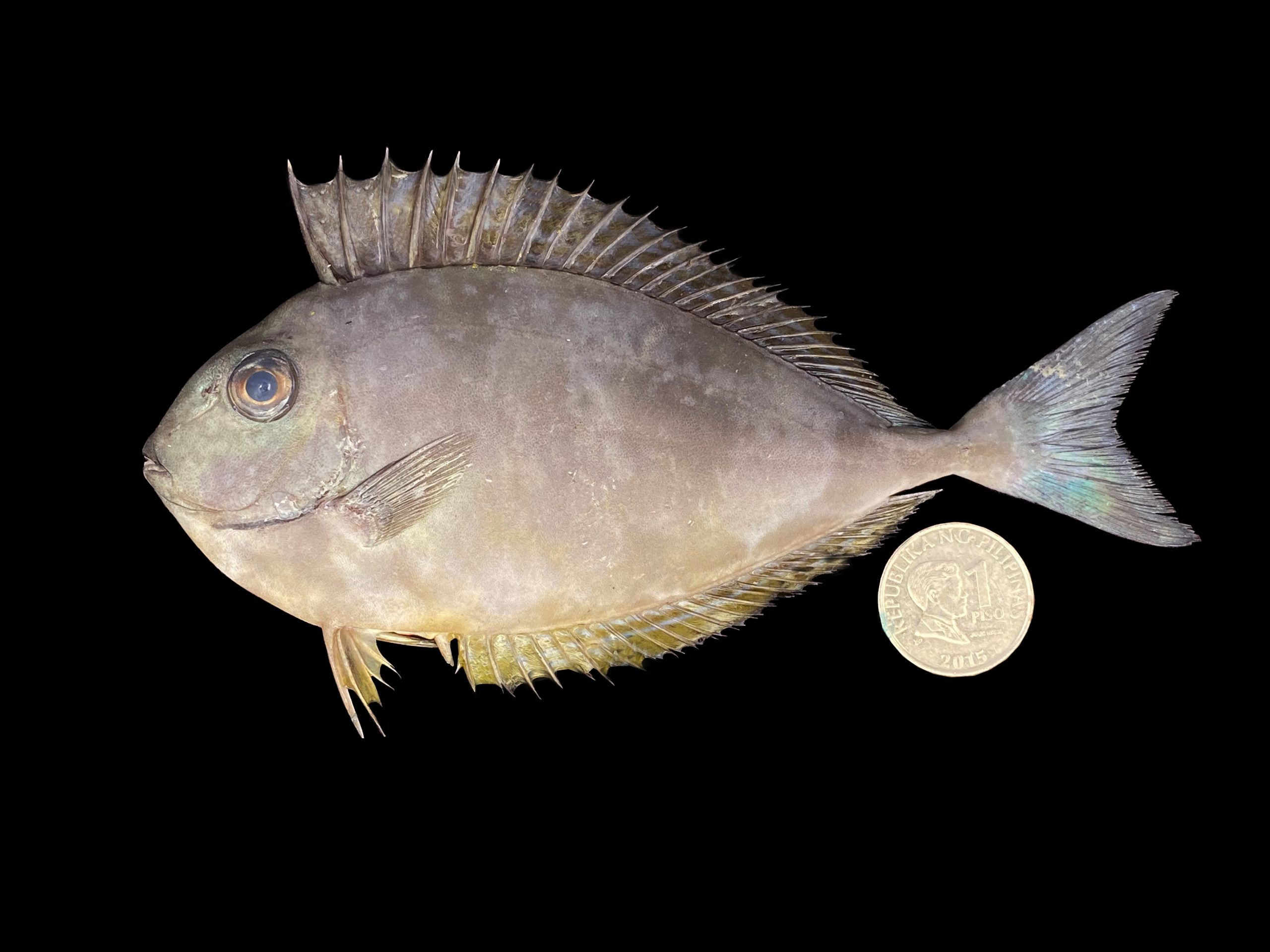 Naso maculatus