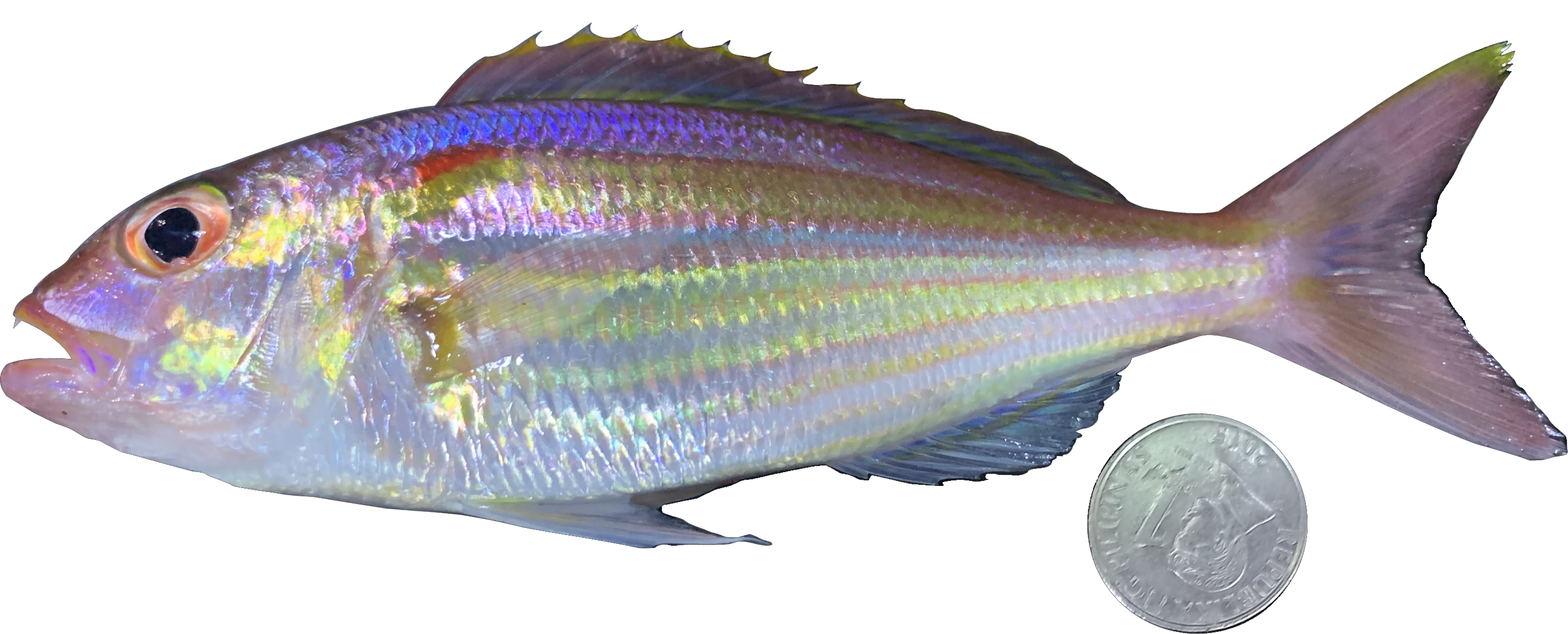 Nemipterus marginatus