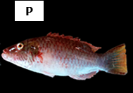 Oxycheilinus diagramma