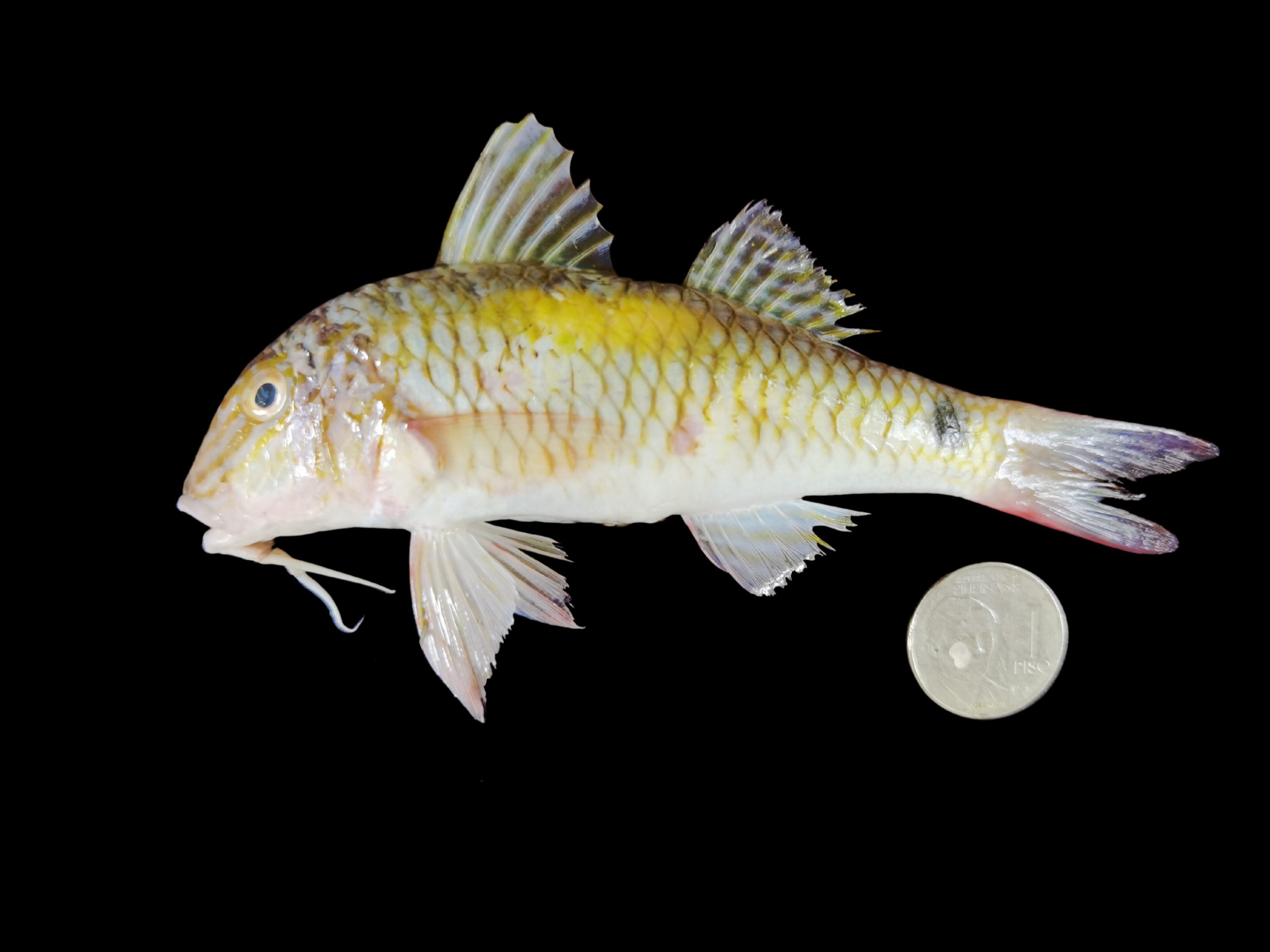 Parupeneus indicus