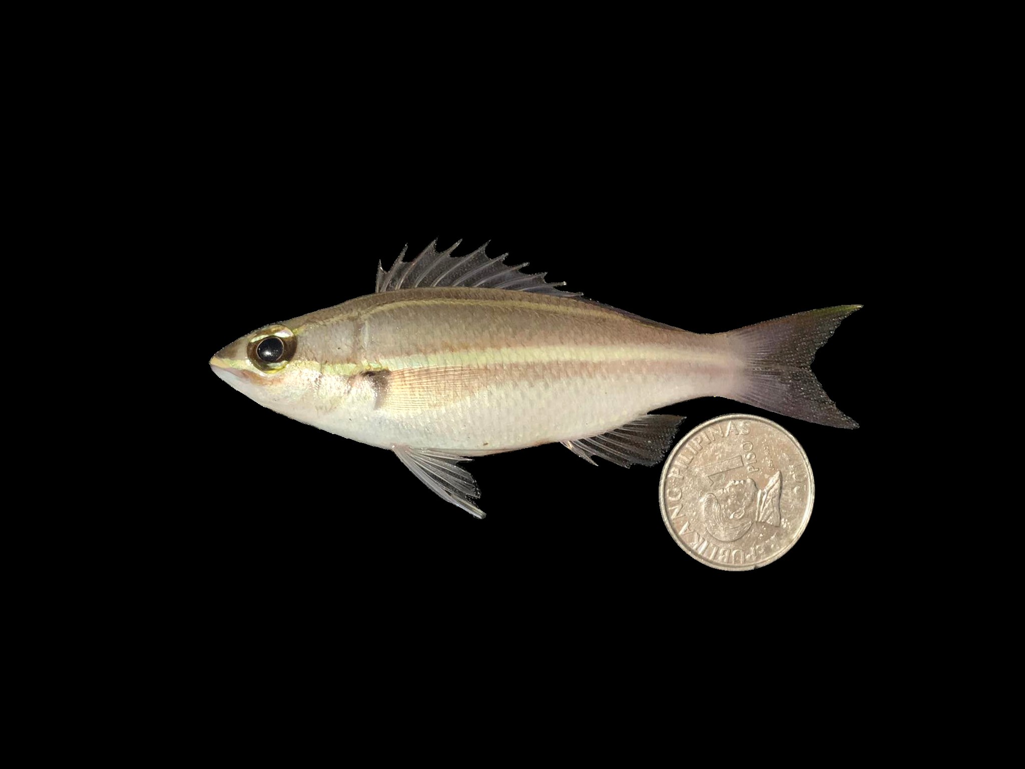 Pentapodus bifaciatus